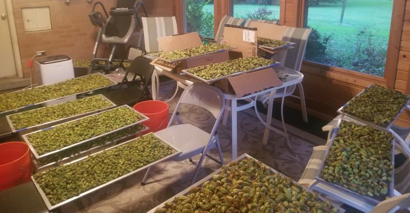 Hop drying