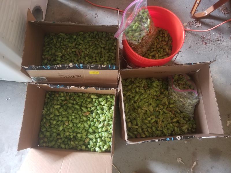 Hop harvest